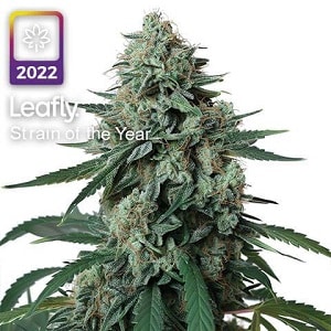 Jealousy Feminized Seeds