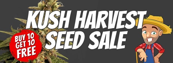 The Kush Harvest Cannabis Seeds Sale