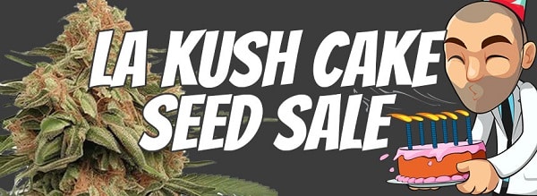 Dank Cake Cannabis Seeds Promotion