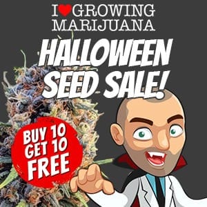 ILGM Halloweed Marijuana Seed Promotion