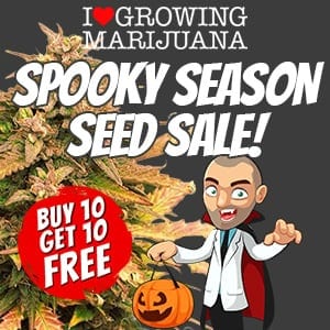 ILGM Halloween Seed Sale