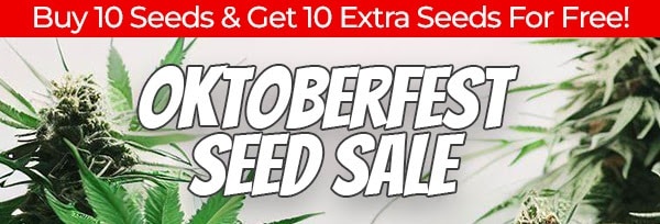 Oktoberfest Cannabis Seeds