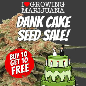 ILGM Dank Cake Seed Sale