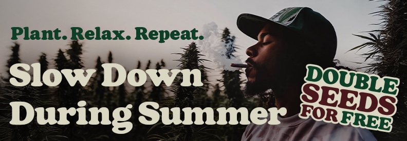 Buy Cannabis Seeds In The 2025 Summer Sale Buy Cannabis Seeds In The 2025 Summer Sale