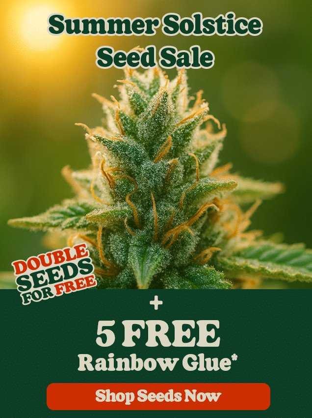 Summer Solstice Free Cannabis Seeds
